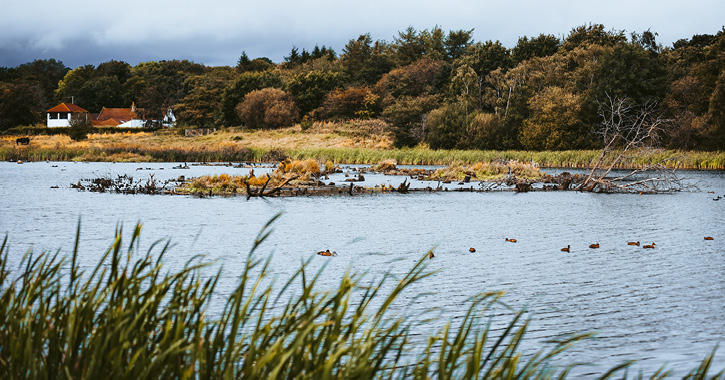 Overlooking lake at Low Barns Nature Reserve. 